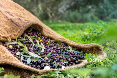 Moulin à huile d'olives